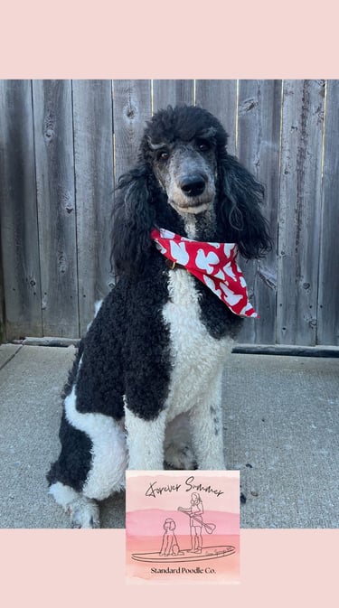 Stormy poodle with christmas bandana