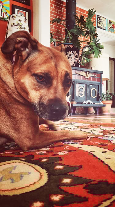 Robin Can Do It House Sitting with Roxy the Colorado Pit Bull Terrier