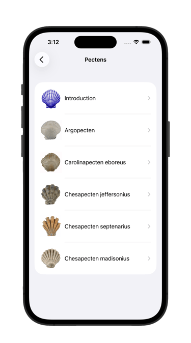 Pecten fossil list