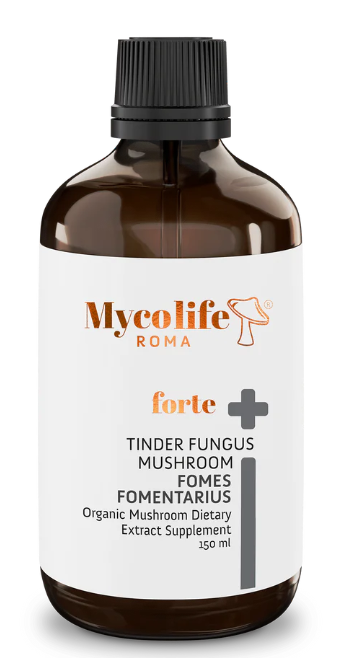 Zunderschwamm Fomes Fomentarius