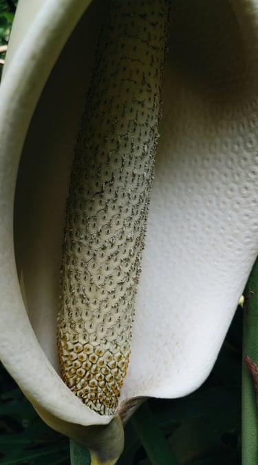 Monstera deliciosa inflorescence, otherwise known as a flower