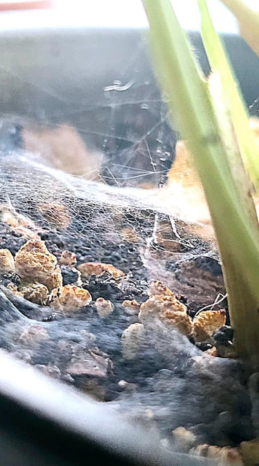 Spider Mite infestation in a plant pot