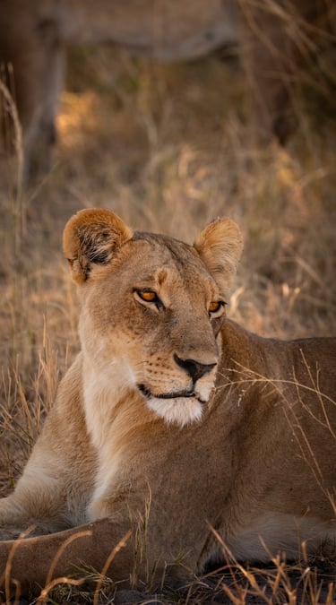 un close-up d'une lionne dans la savane du Botswana en safari