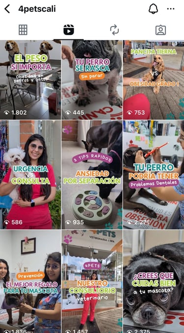 visualizaciones del perfil de instagram de 4pets cali