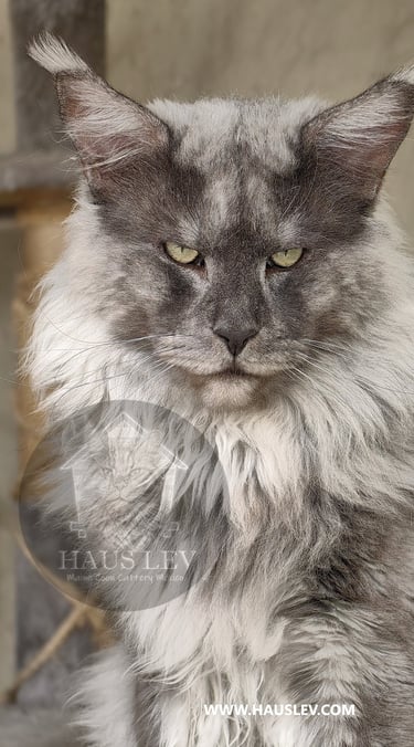 Gato Maine Coon Azul Humo Smoke en México