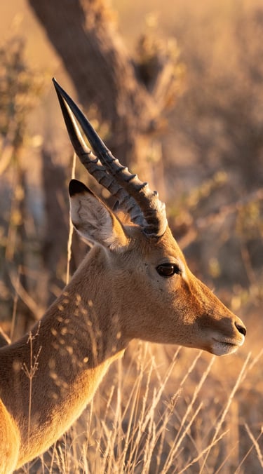 an impala in Botswana