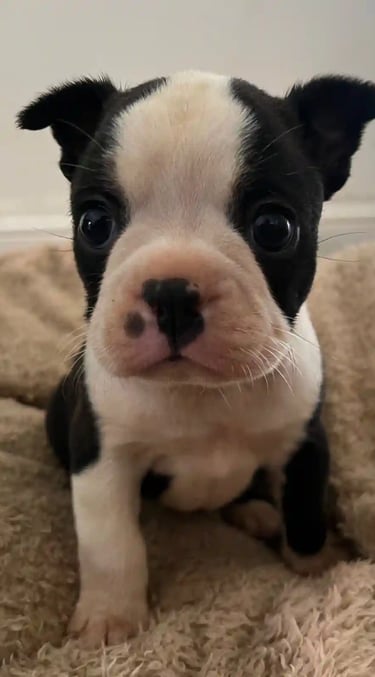Cria de boston terrier blanco y negro, sobre una frasada marron - De los Kiris