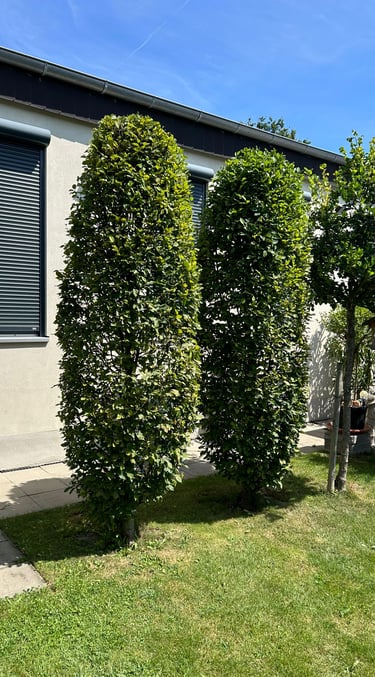 In form geschnittene Bäume. Symetrische Optik. Gepflegter Anblick