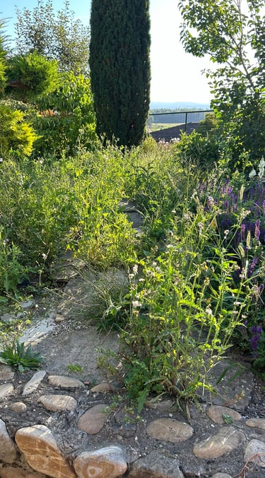 Völlig überwuchert. Der Steinweg ist mit Unkraut zugewachsen und nicht zu erkennen