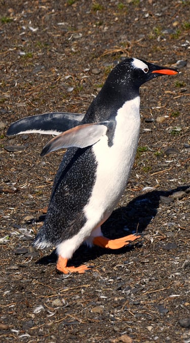This Penguin has some place to be on Penguin Island in the Beagle Channel