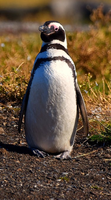 Well-fed Penguin on Penguin Island in the Beagle Channel