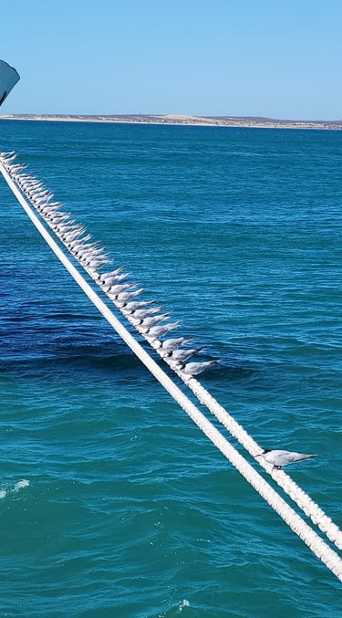 Sometimes you need some alone time in Puerto Madryn, Argentina