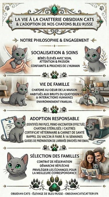 adoption bleu russe obsidian cats