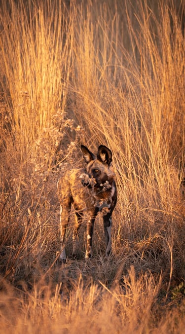 safari, lycaon dans la savane