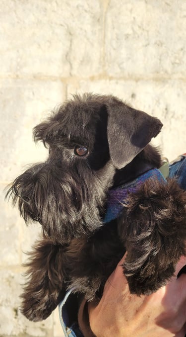 Magnifique chiot Schnauzer nain noir