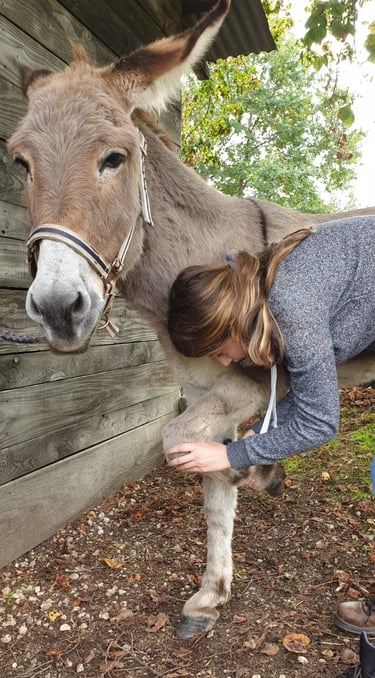 Manipulations ostéopathique sur les ânes