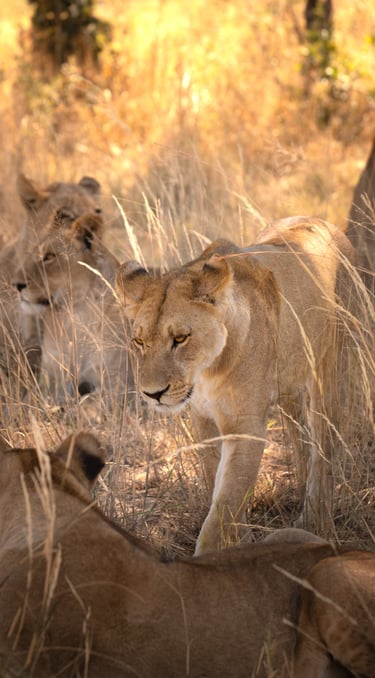 une horde de lions dans la savane du Botswana en safari