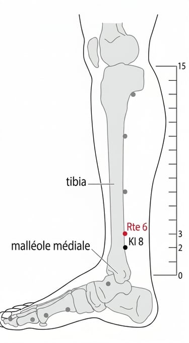 schéma du point d'acupuncture Rate 6