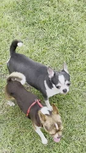 AKC Louisiana Chihuahuas Belle and Buddy, known for gentle temperament and champion line.