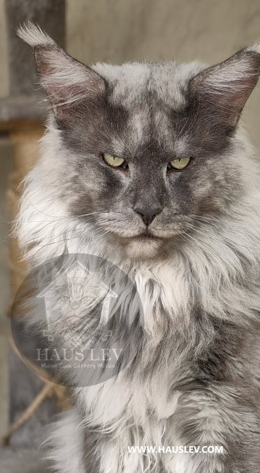 Gato Maine Coon Azul Humo Smoke en México