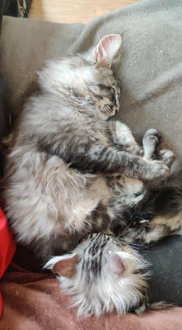 maine coon black silver