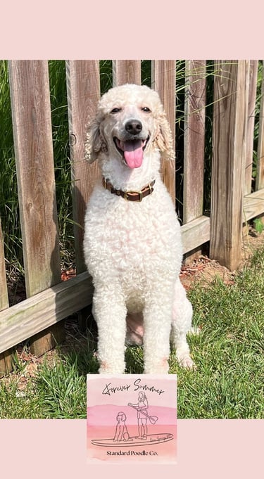Gemma poodle in front of fence