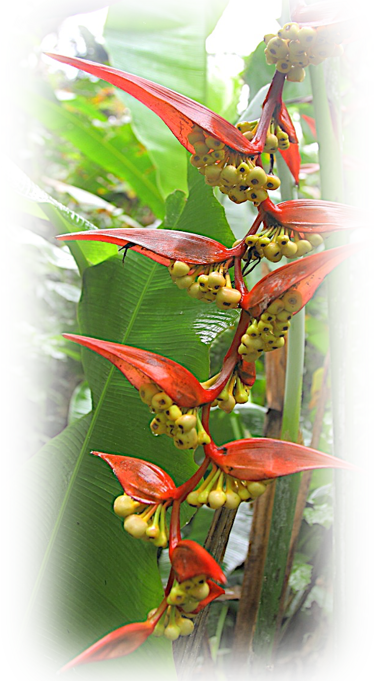 a plant with red flowers and green leaves