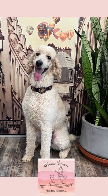 Gemma poodle with bling collar