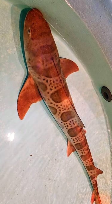 CA Coast - Petting an orange shark at Ocean World in Crescent City