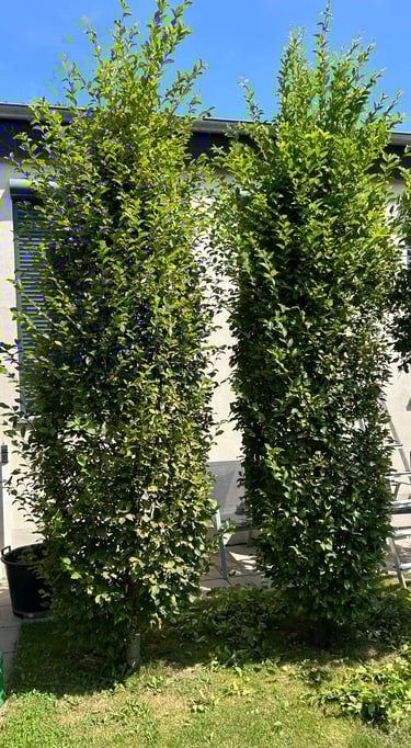 Ungeschnittene Bäume, Ohne Form. Stutzen und schneiden empfohlen