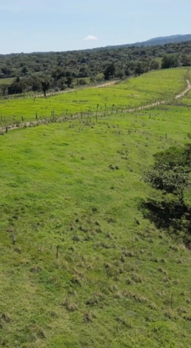 Fincas lecheras en Costa Rica