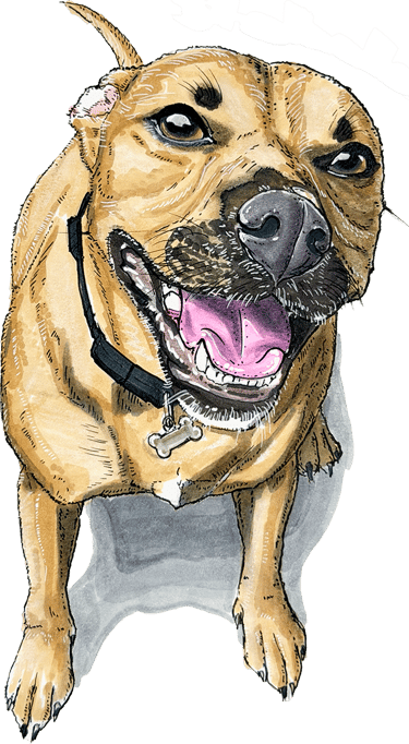 Hand-drawn commission of a smiling staffy dog with a bone collar tag.