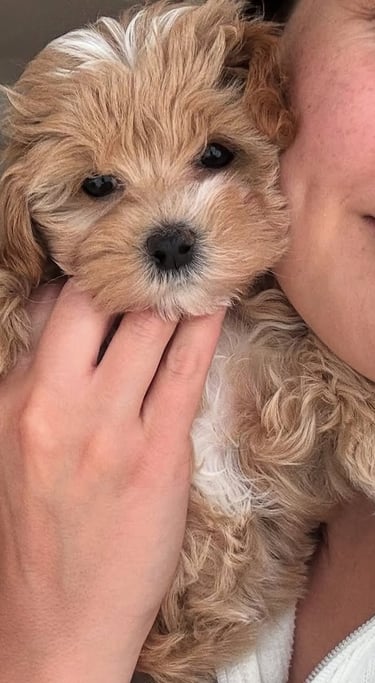 Maltipoo Puppies for Sale