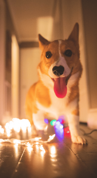 Corgi Christmas lighs