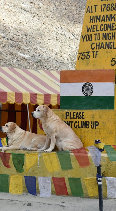 Dog Boarding, Dog Boarding near me, Pet Boarding, Pet Boarding near me, Dog Care, Happy Pettings