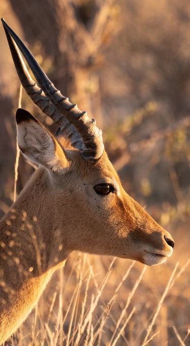 an impala in Botswana
