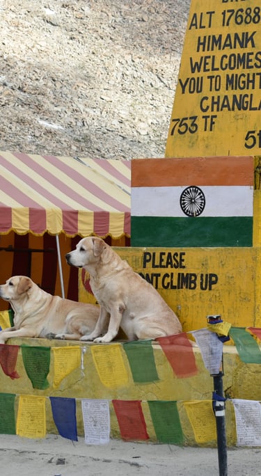 Dog Boarding, Dog Boarding near me, Pet Boarding, Pet Boarding near me, Dog Care, Happy Pettings