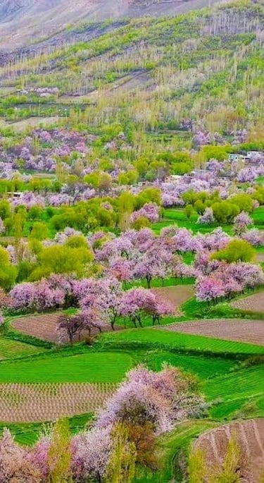 Cherry in skardu 