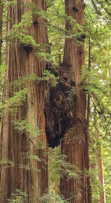 CA Coast - 2 trees that grew a connective growth between them at Jedediah Smith Redwood Park