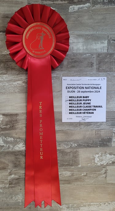 1er prix remporté par futur étalon Schnauzer nain