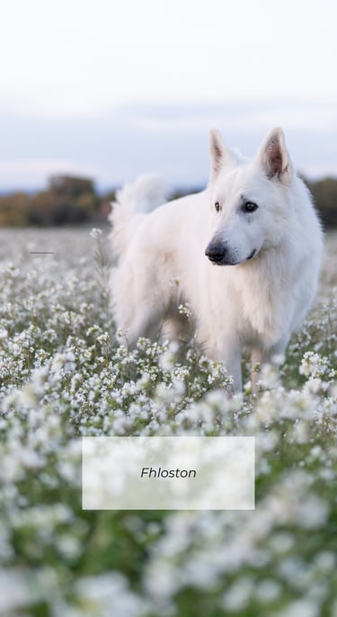 Berger blanc suisse dans un champ de fleurs en Provence, photo naturelle et lumineuse en extérieur
