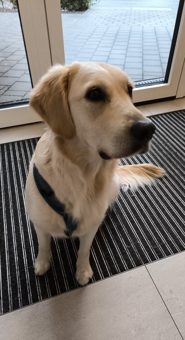 Hund