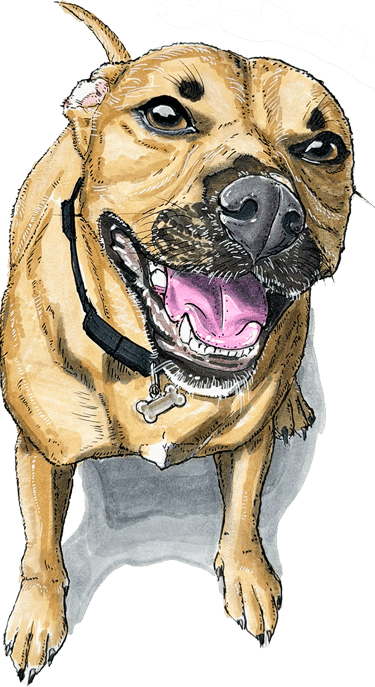 Hand-drawn commission of a smiling staffy dog with a bone collar tag.