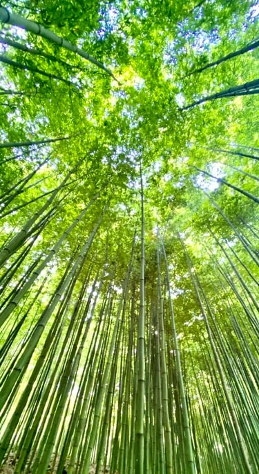 bamboo forest