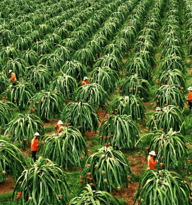 Dragon fruit in Binh Thuan, Vietnam