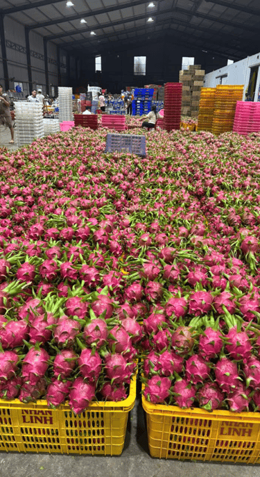 Sorting dragon fruit