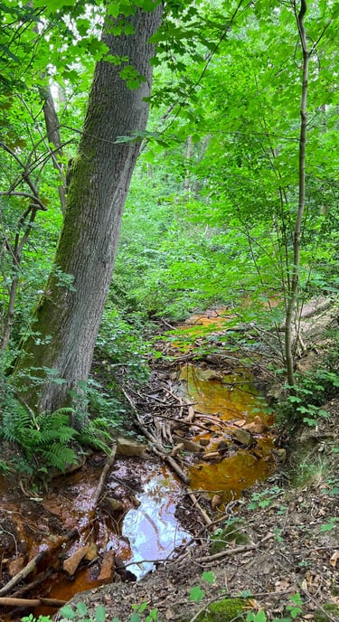 Smal, roestbruin beekje met ijzerrijk water tussen groen en varens.
