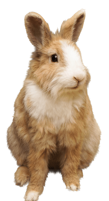 Ostéopathie pour NAC et lapin