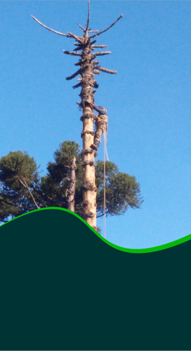 corte-arvores-curitiba-pr