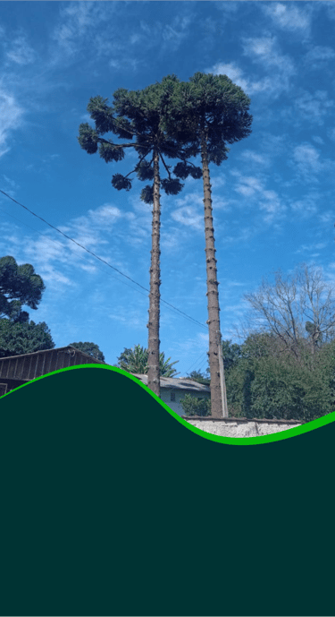 Serviço especializado de poda de Araucárias (Pinheiros do Paraná) em Curitiba